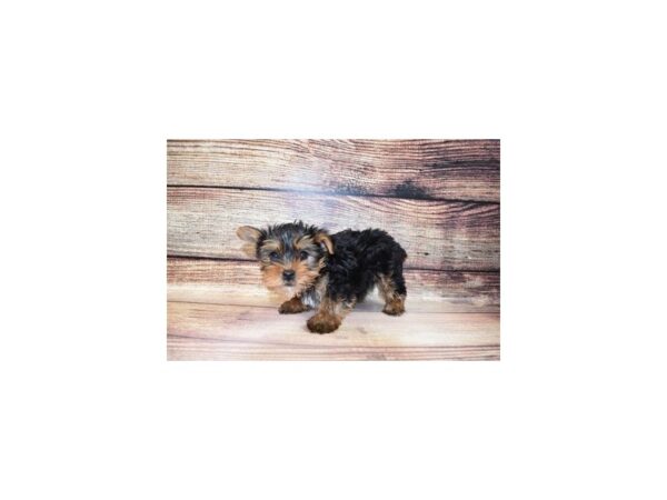 Yorkshire Terrier-DOG-Male-Black and Tan-5684-Petland San Antonio, TX