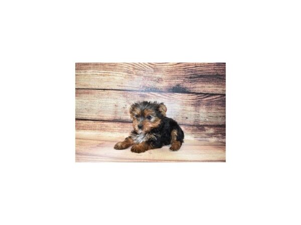 Yorkshire Terrier-DOG-Male-Black and Tan-5683-Petland San Antonio, TX