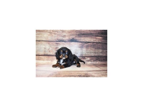 Cavalier King Charles Spaniel DOG Male Black and Tan 5679 Petland San Antonio, TX