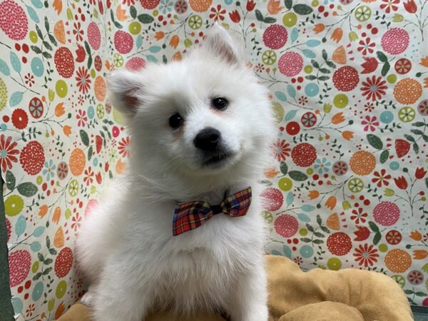 American Eskimo-DOG-Male-wh-5686-Petland San Antonio, TX