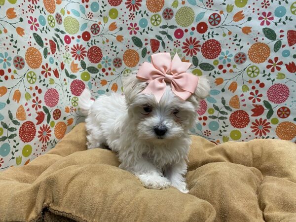 Maltese-DOG-Female-wh-5688-Petland San Antonio, TX