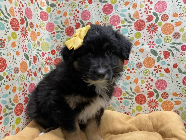 Miniature Australian Shepherd-DOG-Female-tri-5690-Petland San Antonio, TX
