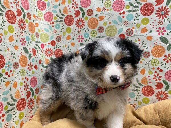 Miniature Australian Shepherd-DOG-Male-merle-5689-Petland San Antonio, TX