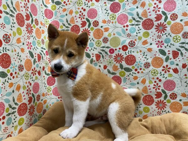 Shiba Inu-DOG-Male-rd sesme,pnto-5685-Petland San Antonio, TX