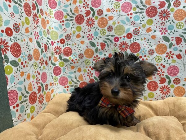 Yorkshire Terrier DOG Male blk & tn 5687 Petland San Antonio, TX