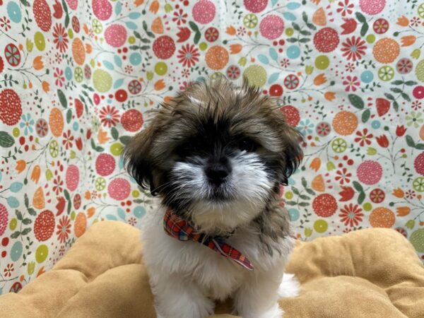 Shih Tzu DOG Male rd & wh 5663 Petland San Antonio, TX