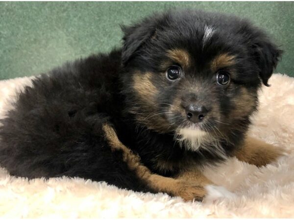 Miniature Australian Shepherd-DOG-Male-Black Tan & White-8803-Petland San Antonio, TX