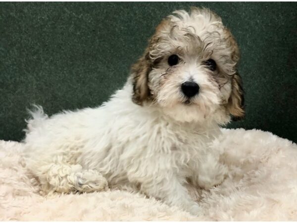 Miniature Poodle-DOG-Male-Apricot Parti-8804-Petland San Antonio, TX