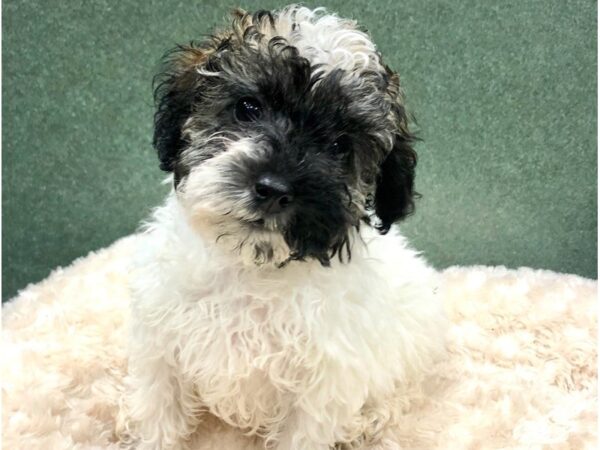 Miniature Poodle DOG Female Sable Parti 8806 Petland San Antonio, TX