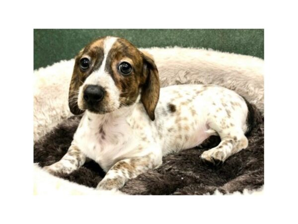 Dachshund DOG Female Wild Boar Piebald 8808 Petland San Antonio, TX