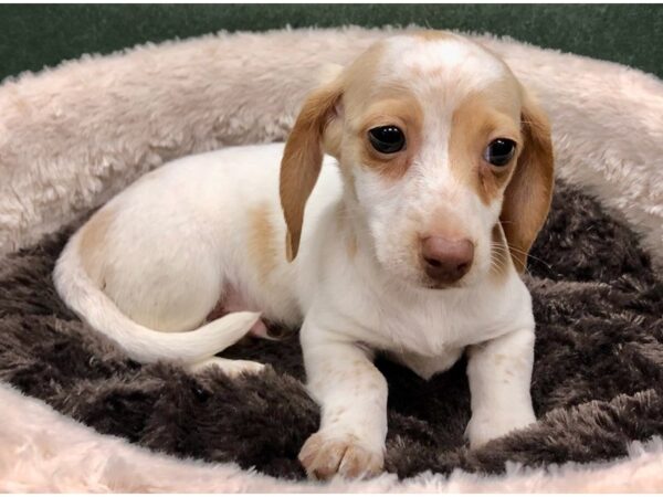 Dachshund DOG Male Cream Piebald 8807 Petland San Antonio, TX