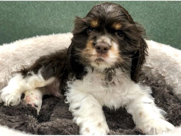 Cocker Spaniel DOG Male Chocolate White & Tan 8809 Petland San Antonio, TX