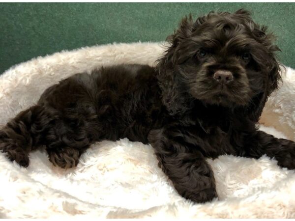 Cocker Spaniel-DOG-Female-Chocolate-8810-Petland San Antonio, TX