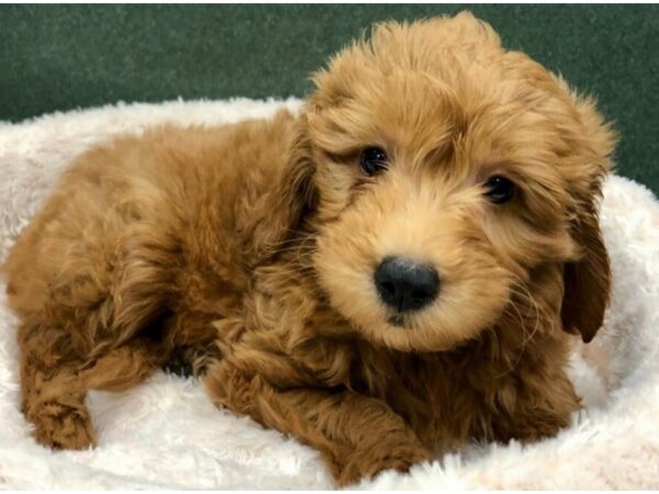 Miniature Goldendoodle-DOG-Male-Golden-8811-Petland San Antonio, TX