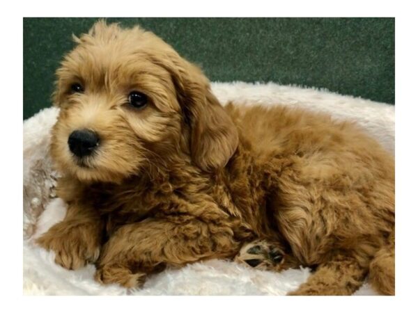 Miniature Goldendoodle-DOG-Female-Golden-8812-Petland San Antonio, TX