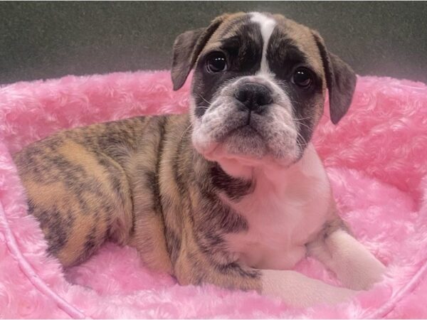 English Bulldog DOG Female Fawn & Brindle 8799 Petland San Antonio, TX