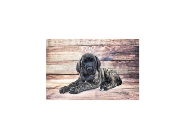 English Mastiff DOG Male Brindle 5692 Petland San Antonio, TX