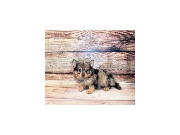 Pomeranian-DOG-Female-Blue Merle-5693-Petland San Antonio, TX