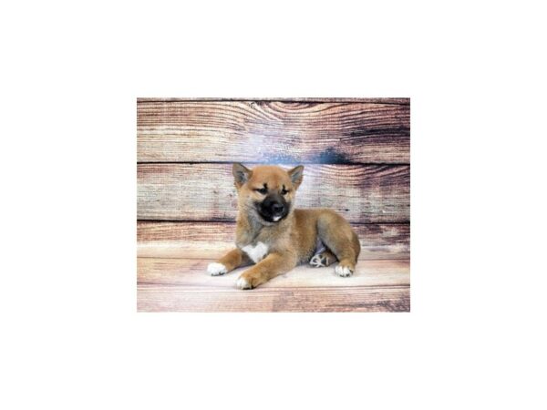 Shiba Inu-DOG-Male-Red Sesame-5694-Petland San Antonio, TX