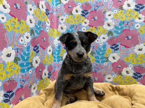 Heeler DOG Female bl 5695 Petland San Antonio, TX