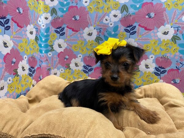 Yorkshire Terrier DOG Female blk & tn 5696 Petland San Antonio, TX