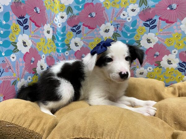 Border Collie DOG Female wh & blk 5697 Petland San Antonio, TX