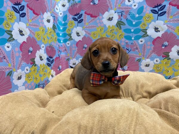 Dachshund-DOG-Male-wldbr-5698-Petland San Antonio, TX