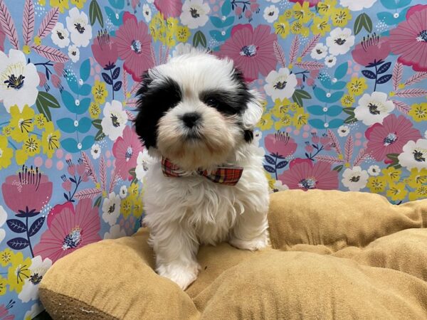 Shih Tzu-DOG-Male-blk & wh-5699-Petland San Antonio, TX