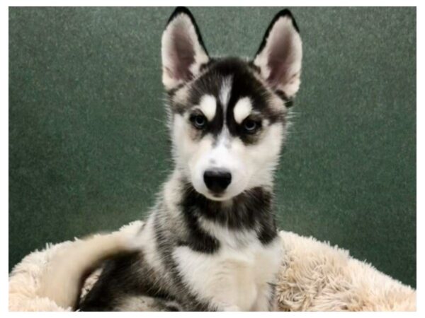 Siberian Husky DOG Female Grey & White 8813 Petland San Antonio, TX