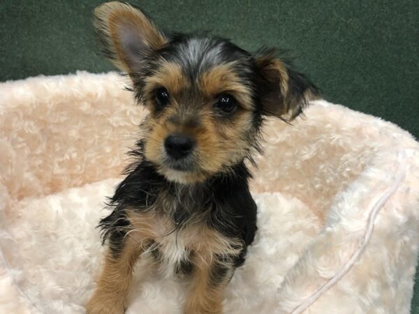 Yorkshire Terrier DOG Male Black & Tan 8817 Petland San Antonio, TX