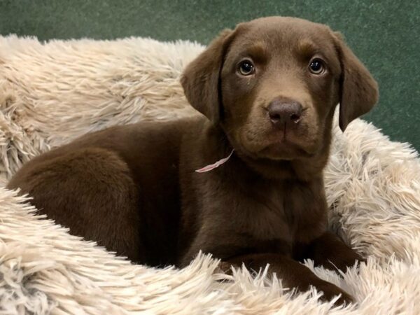 Labrador Retriever DOG Female Chocolate 8819 Petland San Antonio, TX