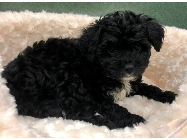 Miniature Aussiedoodle-DOG-Male-Black & White-8820-Petland San Antonio, TX