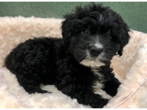 Miniature Aussiedoodle-DOG-Female-Black & White-8821-Petland San Antonio, TX