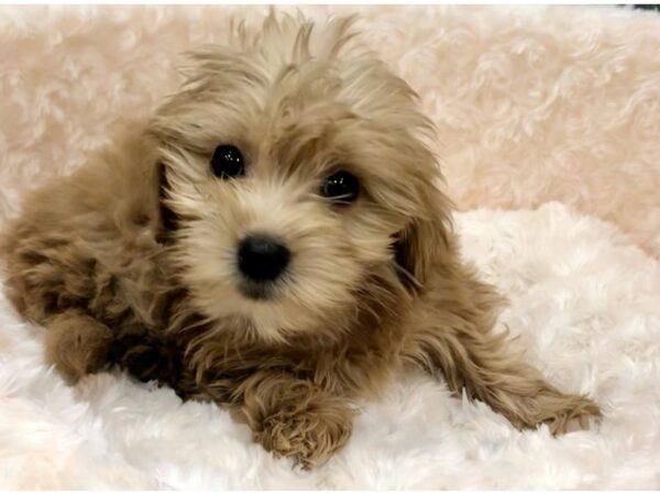 Miniature Goldendoodle-DOG-Female-Golden-8823-Petland San Antonio, TX