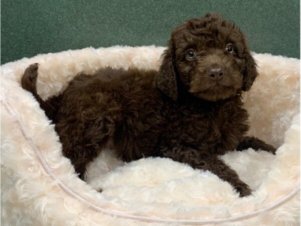 Goldendoodle DOG Male Chocolate 8825 Petland San Antonio, TX