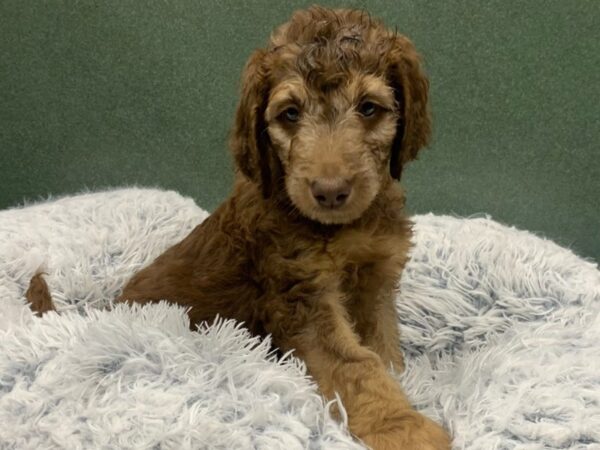 Goldendoodle-DOG-Male-Chocolate-8826-Petland San Antonio, TX