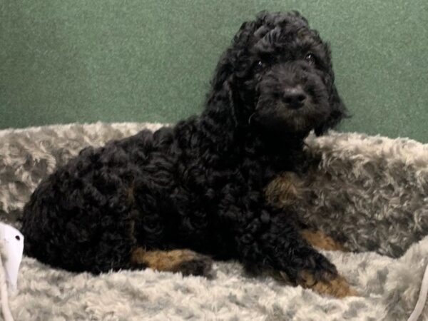 Goldendoodle-DOG-Male-Phantom-8827-Petland San Antonio, TX