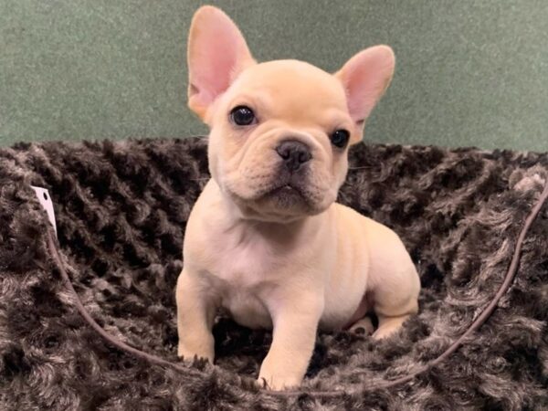 French Bulldog DOG Male Cream 8829 Petland San Antonio, TX