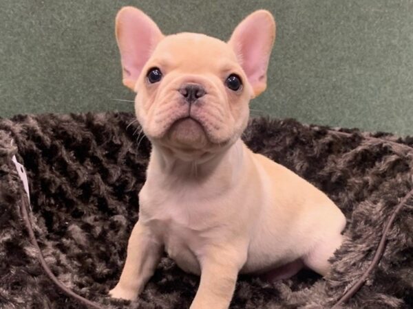 French Bulldog DOG Male Cream 8830 Petland San Antonio, TX