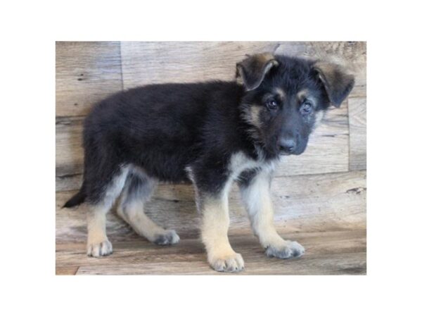 German Shepherd DOG Male Black & Tan 8815 Petland San Antonio, TX