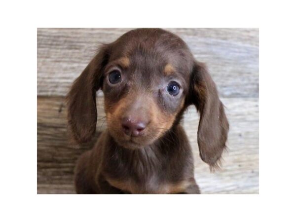 Dachshund DOG Male Chocolate & Tan 8795 Petland San Antonio, TX