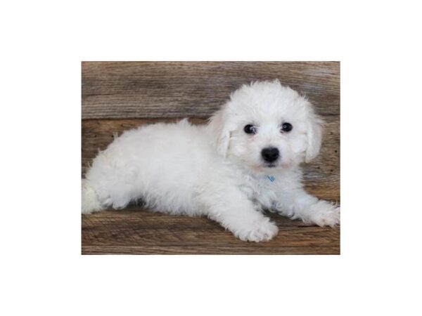 Bichon Frise DOG Male White 8796 Petland San Antonio, TX