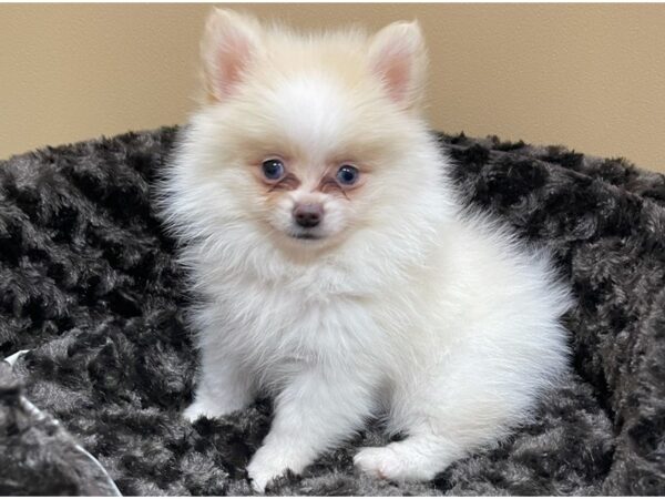 Pomeranian DOG Male Cream 8822 Petland San Antonio, TX