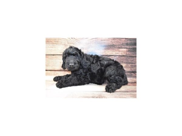 Goldendoodle DOG Male Black 5705 Petland San Antonio, TX