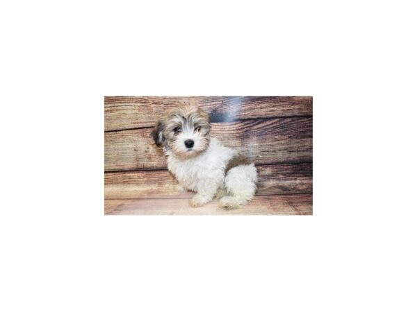 Havanese-DOG-Female-Gold Sable Parti-8832-Petland San Antonio, TX