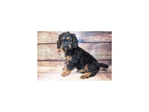Cavapoo-DOG-Female-Black and Tan-5704-Petland San Antonio, TX