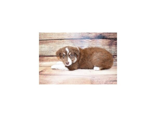 Australian Shepherd-DOG-Female-Red-5702-Petland San Antonio, TX