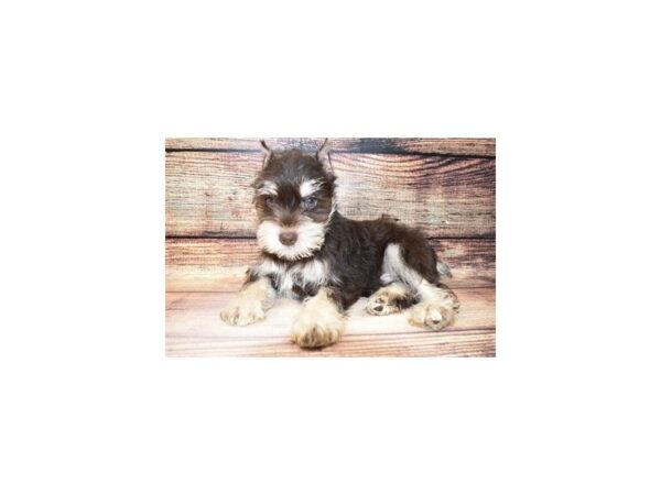 Miniature Schnauzer-DOG-Male-Liver and Pepper-8833-Petland San Antonio, TX