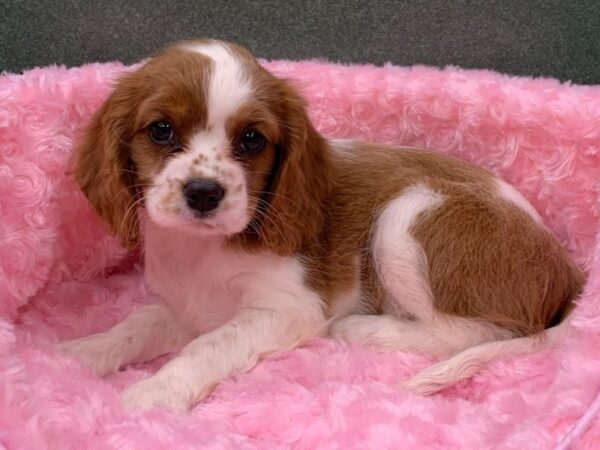Cavalier King Charles Spaniel-DOG-Female-Blenheim-8831-Petland San Antonio, TX