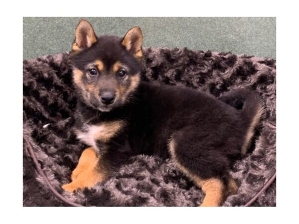 Shiba Inu DOG Male Black and Tan 8834 Petland San Antonio, TX